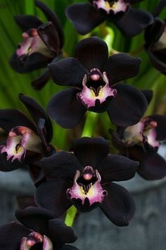 black orchids with pink and white petals in a pot on a table, close up