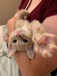 a person holding a small kitten in their arms with one paw raised up to the camera