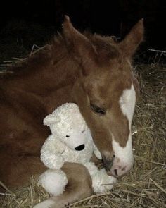 a brown horse laying down next to a white teddy bear