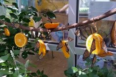 some oranges hanging from a branch with butterflies on them