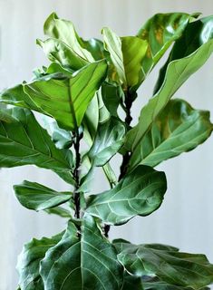 a plant with green leaves in a vase