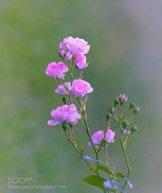 pink flowers with green leaves in the foreground and blurry backround background