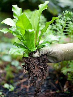 a person holding up a plant with dirt on it