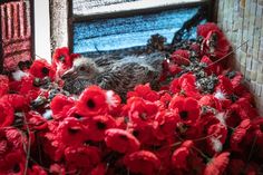 a bird is sitting in the middle of some red flowers and looking at it's reflection