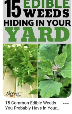 the cover of an article about edible weeds and how to use them in your yard