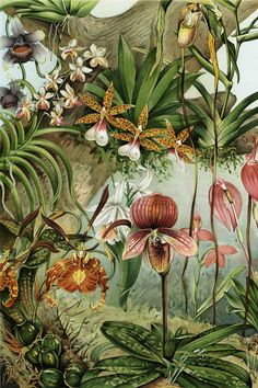 an image of flowers and plants in the wild with butterflies flying over them, including orchids