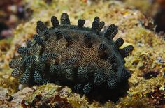 a close up of a black and white sea anemone on the ocean floor