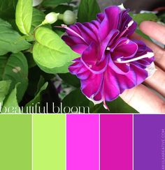 a hand holding a purple flower in front of green leaves and pink color palettes