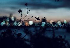 blurry photograph of lights in the night sky over water and plants with long exposure