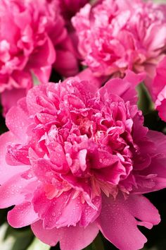 pink flowers with drops of water on them