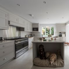 two dogs are sitting in the dog bed on the kitchen counter