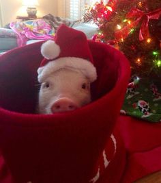 a small pig wearing a santa hat in a red blanket near a christmas tree with lights