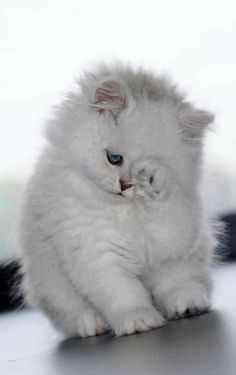 a white kitten with blue eyes sitting on top of a table