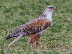 a brown and white bird is standing in the grass