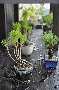 several small pine trees in pots on a table