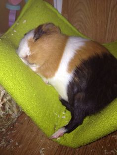 a brown and white cat sleeping on top of a green blanket