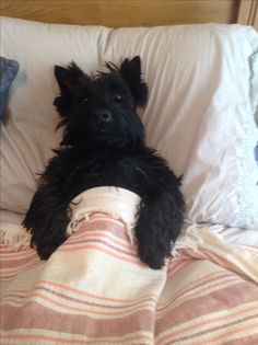 a small black dog laying on top of a bed