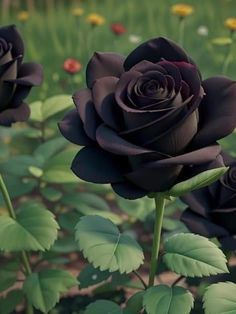 three black roses with green leaves in the foreground