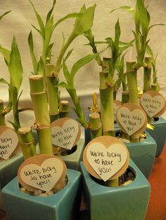 there are many small pots with plants in them that have hearts on them and words written on the stems