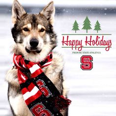 a husky dog wearing a scarf with the words happy holidays written in red on it