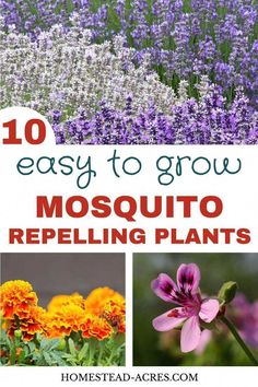 different types of flowers with text overlay that reads 10 easy to grow mosquito repelling plants