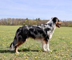 a dog standing in the middle of a field