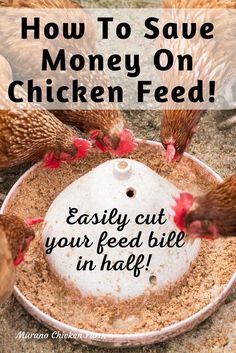 chickens eating out of a bowl with the words how to save money on chicken feed