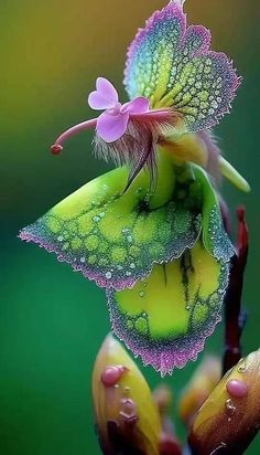 a close up of a flower with drops of water on it