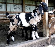 two baby goats standing next to each other in an enclosure with numbers on the walls