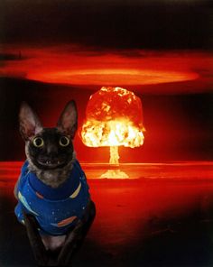 a black cat wearing a blue shirt in front of a nuclear mushroom