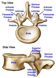 the bones of the lower limb and upper limb