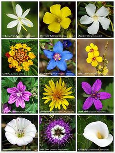 many different types of flowers are shown here