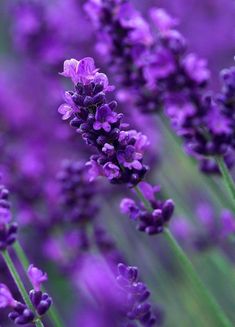 purple flowers are blooming in the field