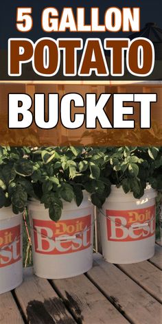 planting potatoes Potato Bucket Diy, Container Growing Potatoes, Potato Planter Ideas, Potato In Bucket How To Grow, Bucket Gardening Ideas, How To Plant Potatoes In A Bucket, 5 Gallon Bucket Potatoes, Planting Potatoes In Buckets, Bucket Potatoes How To Grow