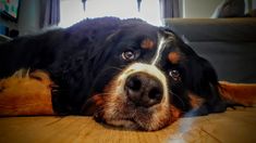 a dog is laying on the floor with his head resting on an orange cat's paw