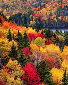 the colorful trees are in full fall color, and there is no image on this page to describe