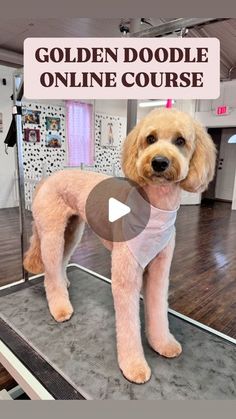 a dog standing on top of a wooden floor next to a sign that says golden doodle online course