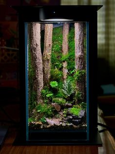 an aquarium with plants and rocks in it