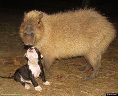 a capybara is standing next to a small dog on the ground at night