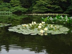 water lilies are blooming in the middle of a pond with lily pads on it