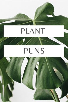 a plant with the words plant puns on it