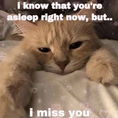 an orange cat laying on top of a bed with the caption i know that you're asleep right now, but i miss you