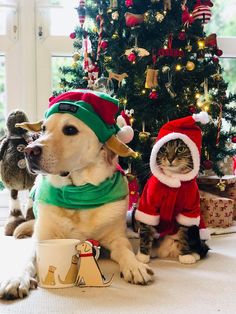 a dog and cat dressed up in christmas attire next to a christmas tree with presents