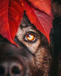 a close up of a dog's face with red leaves on it's head