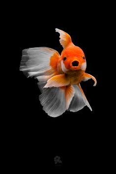 an orange and white fish floating in the air