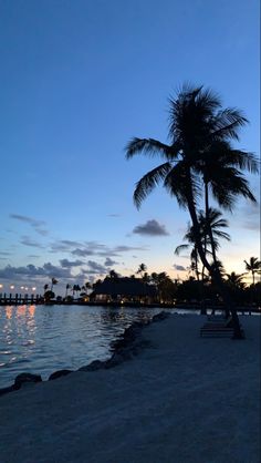 a palm tree sitting on top of a beach next to the ocean at night time