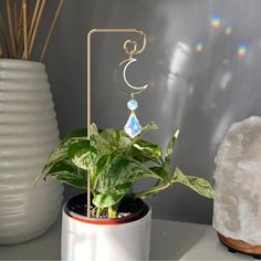 a potted plant sitting on top of a table next to a white vase filled with water