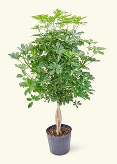 a small potted plant with green leaves