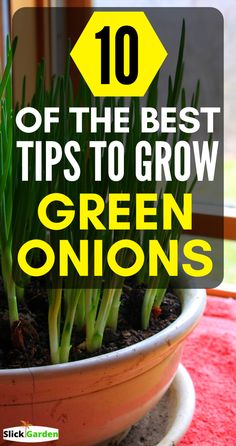 a potted plant with green onions in it and the words 10 of the best tips to grow green onions