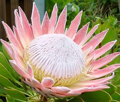 a large pink flower with green leaves around it